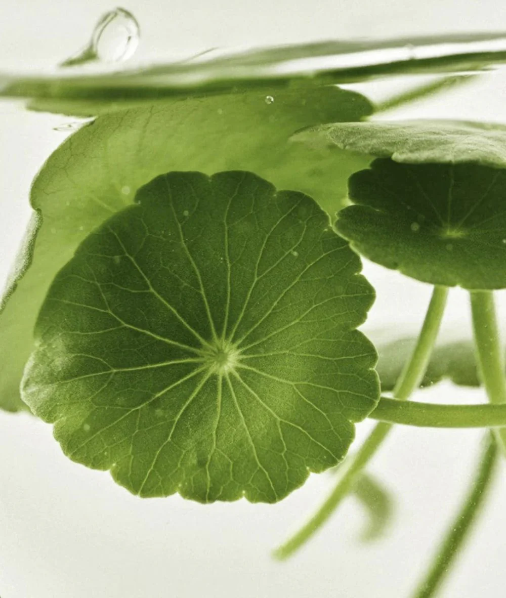 Beauty of Joseon Light On Serum Centella + Vita C 30ml - Image 4